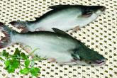 Whole Round Basa Fish